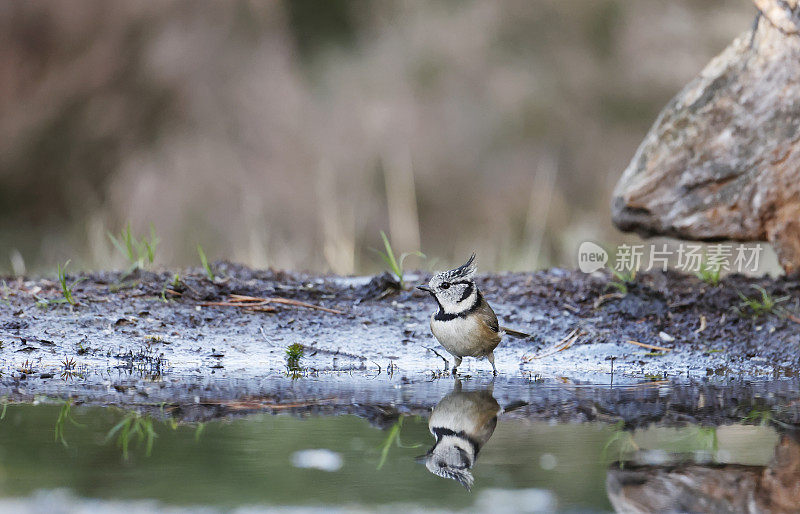 冠山雀(Lophophanes cristatus)洗澡